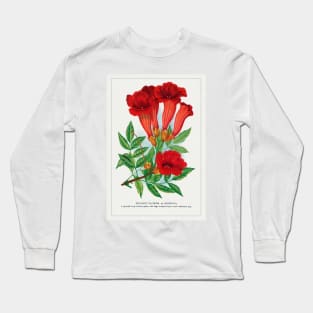 Trumpet Flower Lithograph (1900) Long Sleeve T-Shirt